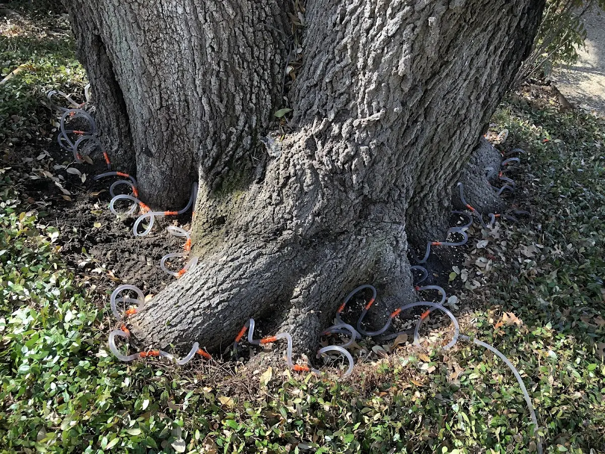 Detailed Tree Cabling and Bracing job site in Haysi