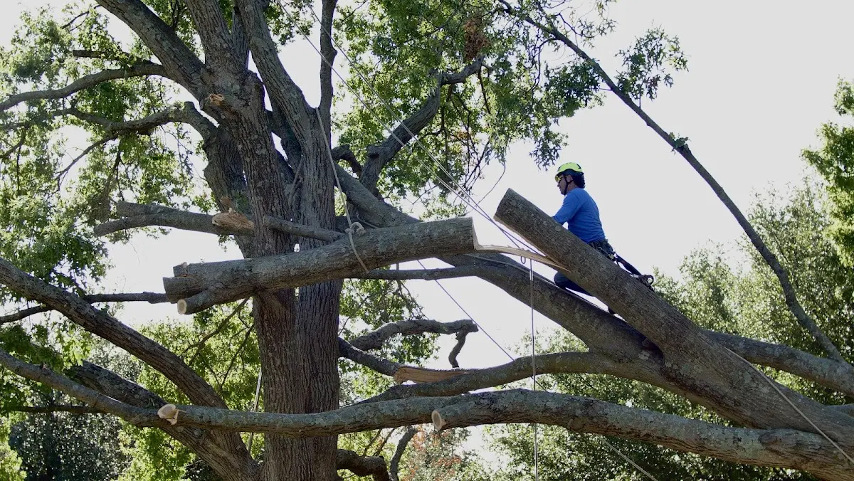 Professional Crown Thinning performed by certified arborists in Haysi