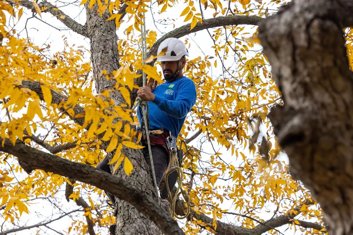 Skilled Storm Damage Cleanup crew working in Haysi