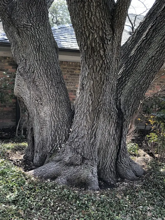 Mature heritage tree close to a Haysi property cared for by certified arborists